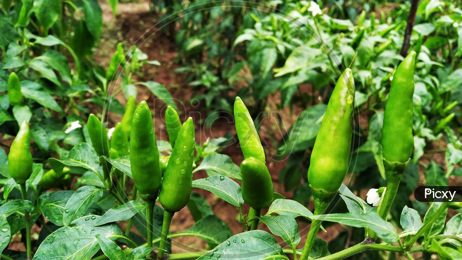 Green Chili In The Farm