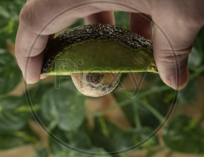 A hand holding a sliced avocado