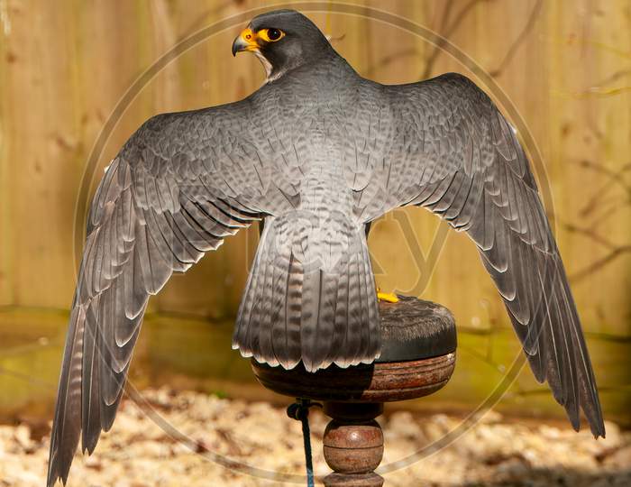 Peregrine Falcon, Falco peregrinus, back view sitting in falconry mews and spreading wings