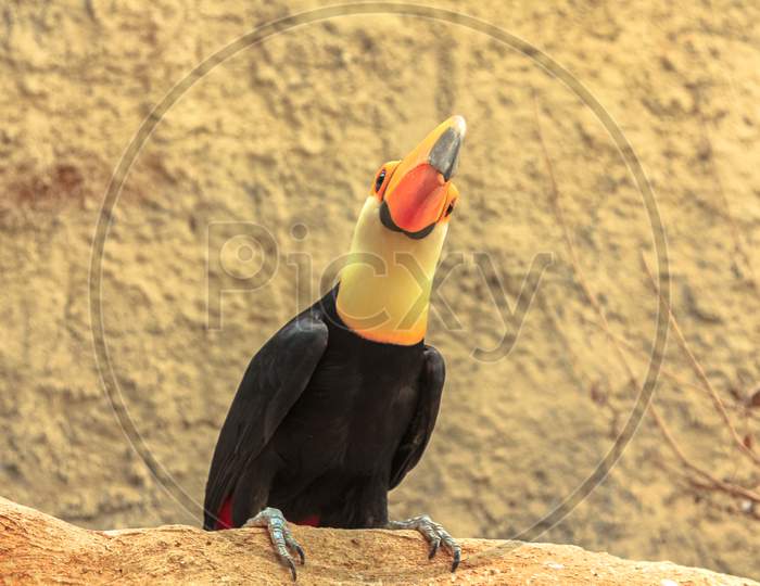 South America Toco Toucan Birds