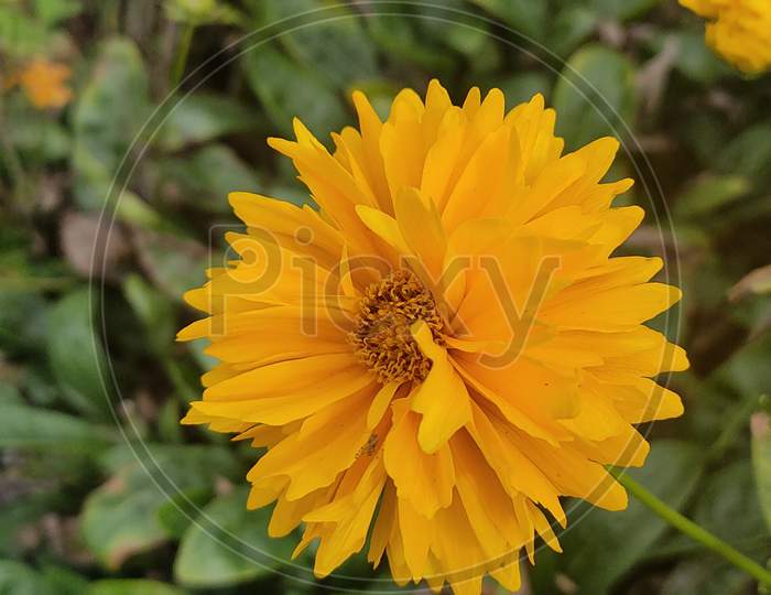 beauty in yellow flower