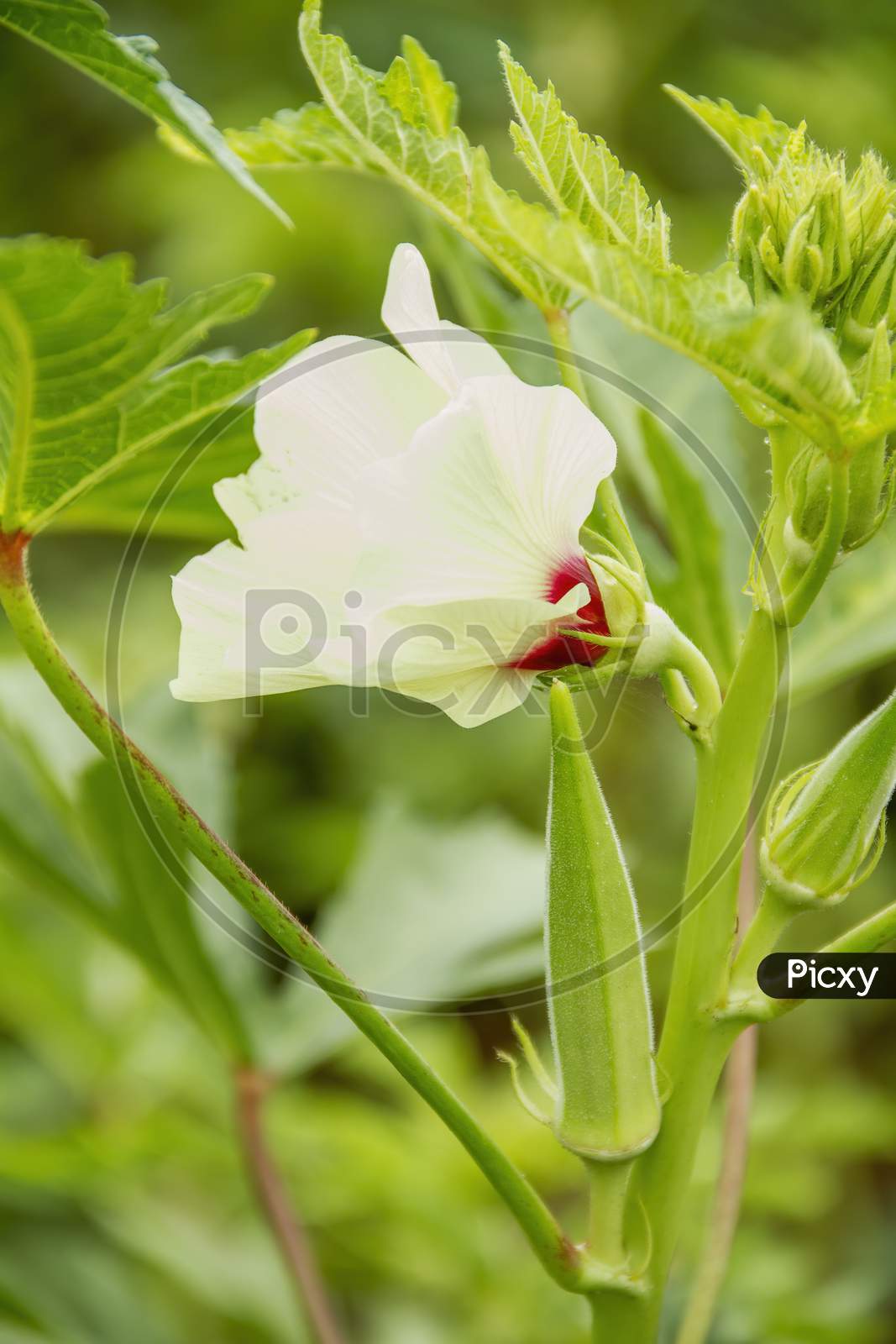 flowering okra plant