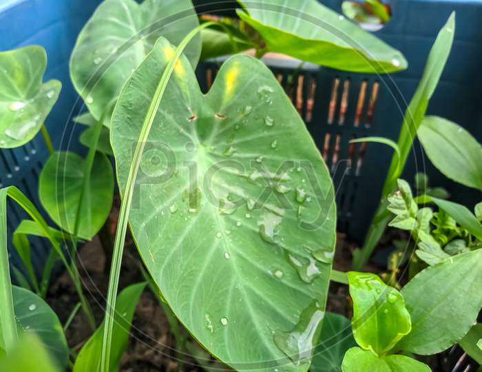 Taro plant leaf