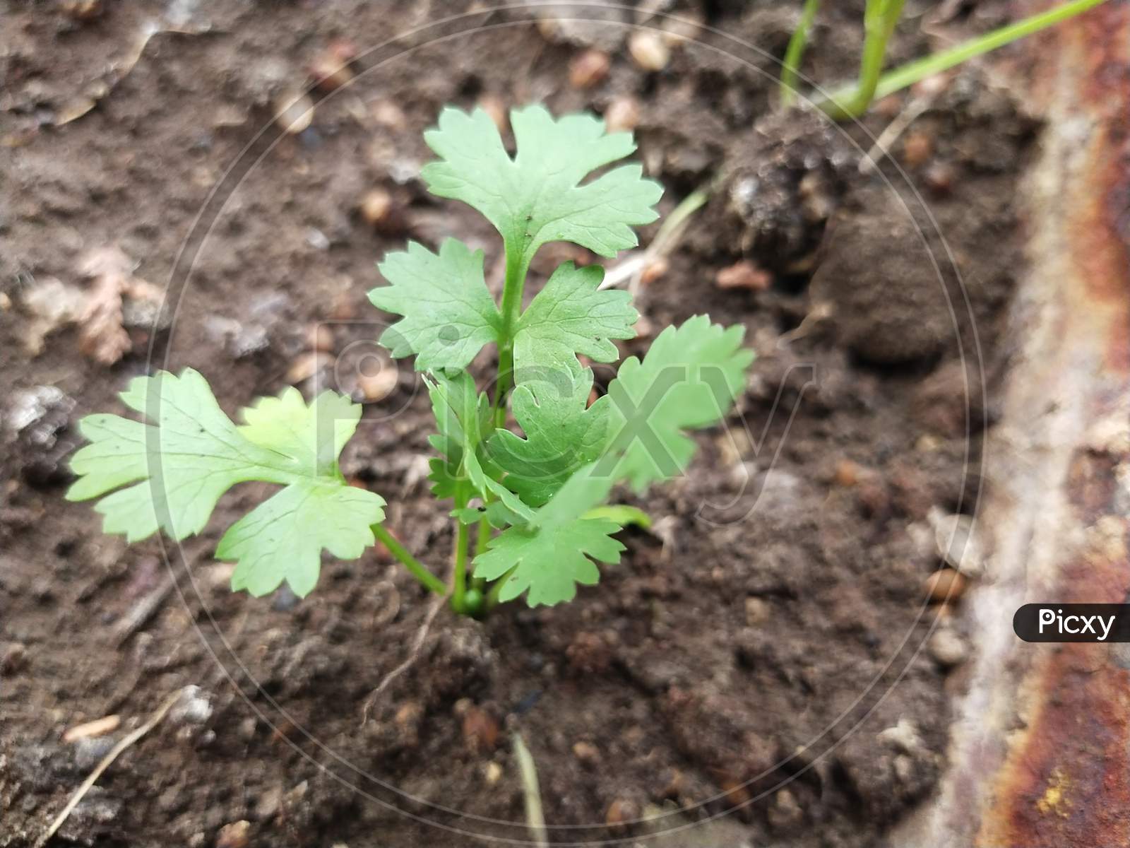 Plant growing from black soil