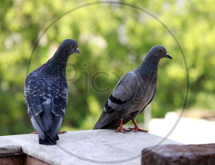 Two pigeons are sitting on the wall and looking at something