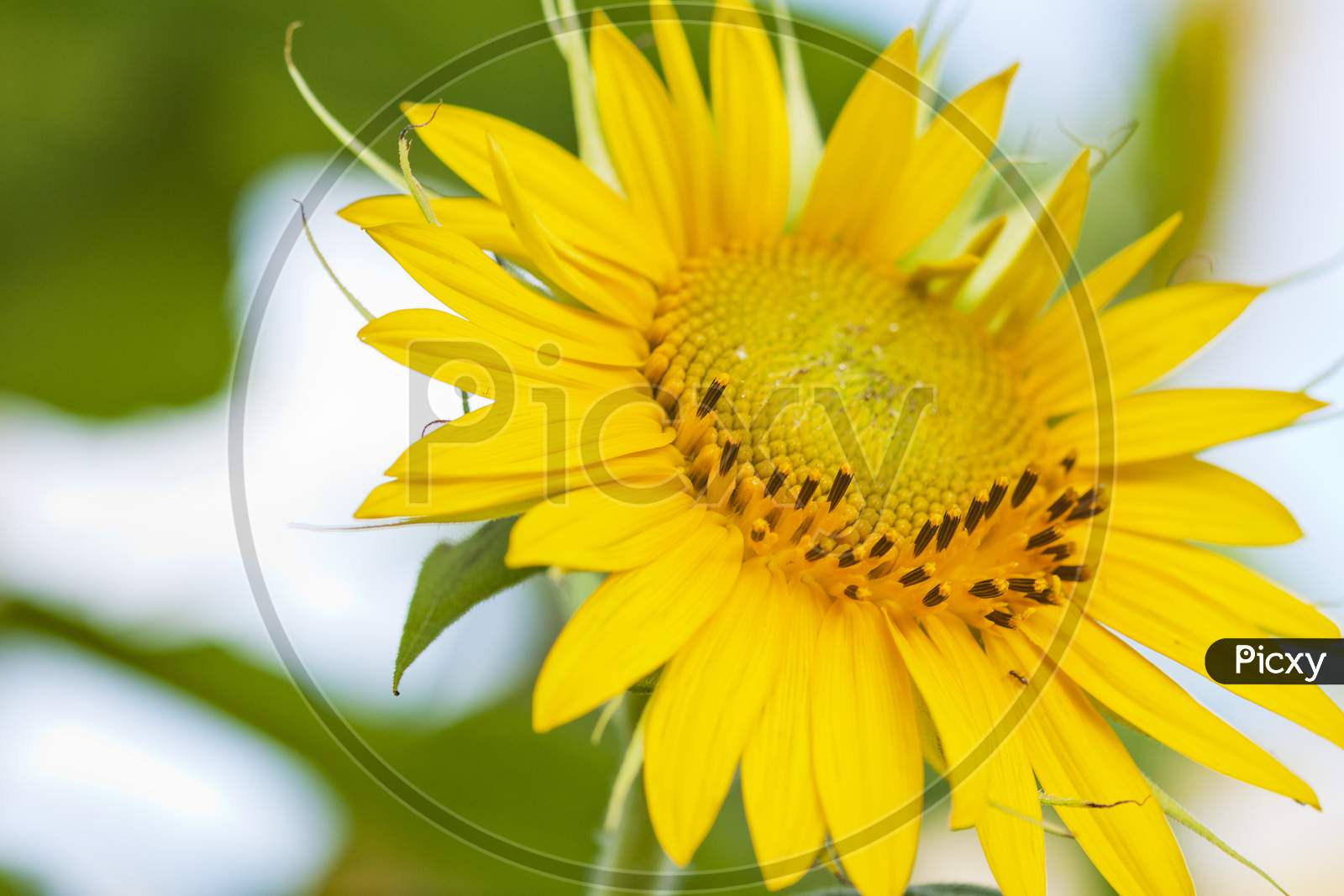 macro shot of wild sunflower plant.