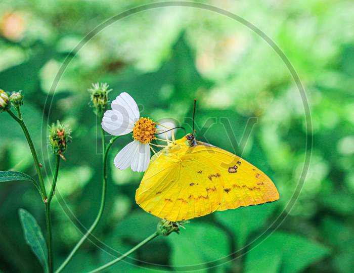 yellow butterfly and white flower