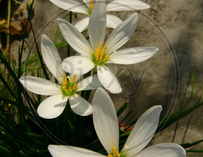 Zephyr Lily