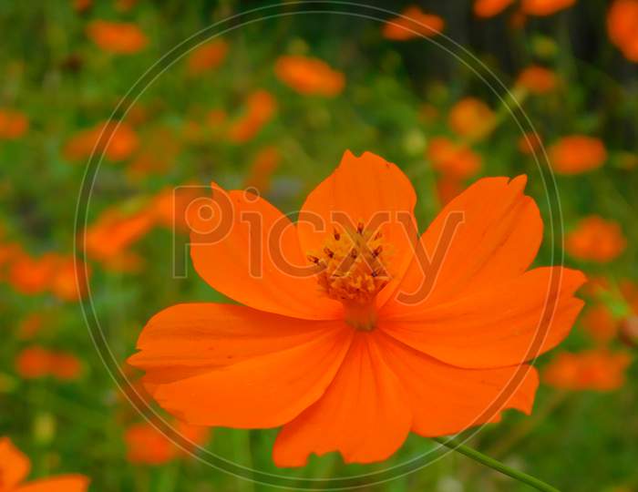 Orange Or yellow  cosmos flower garden bloom,blossom having cosmos flower natural background.Cosmos sulphureus is also known as sulfur cosmos and yellow cosmos. It is native to Mexico.