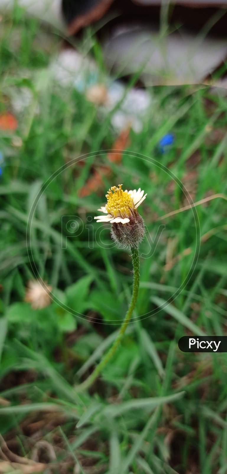Tridax procumbens flower