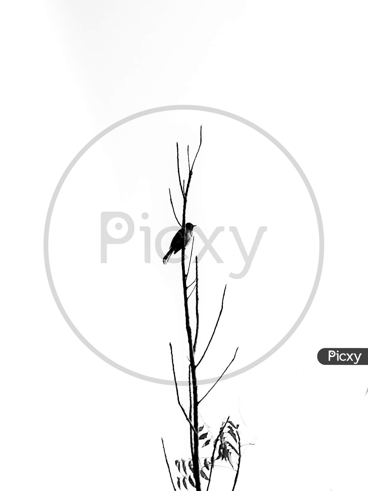 Bird sitting in a tree