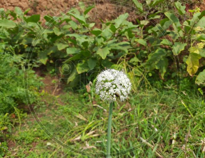Onion plants with beautiful white flowers blooming.