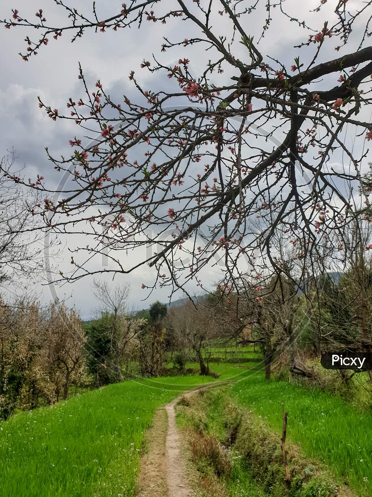 Portrait of a short way beside of beautiful wheat farm with peach tree in spring season in hilly area of Himachal Pradesh, India