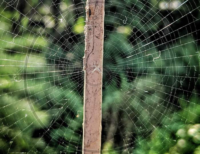 A Complete White Spider Web In The Nature