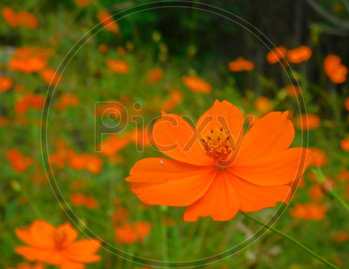 Orange Or yellow  cosmos flower garden bloom,blossom having cosmos flower natural background.Cosmos sulphureus is also known as sulfur cosmos and yellow cosmos. It is native to Mexico.