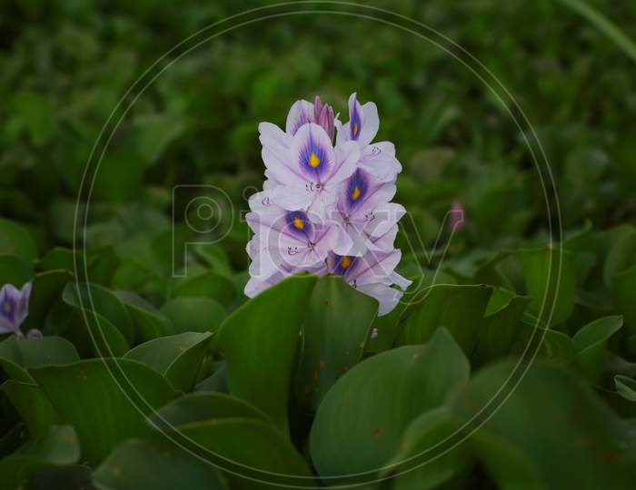 Purple exotic flower