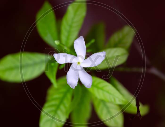 White crape jasmine flower top view