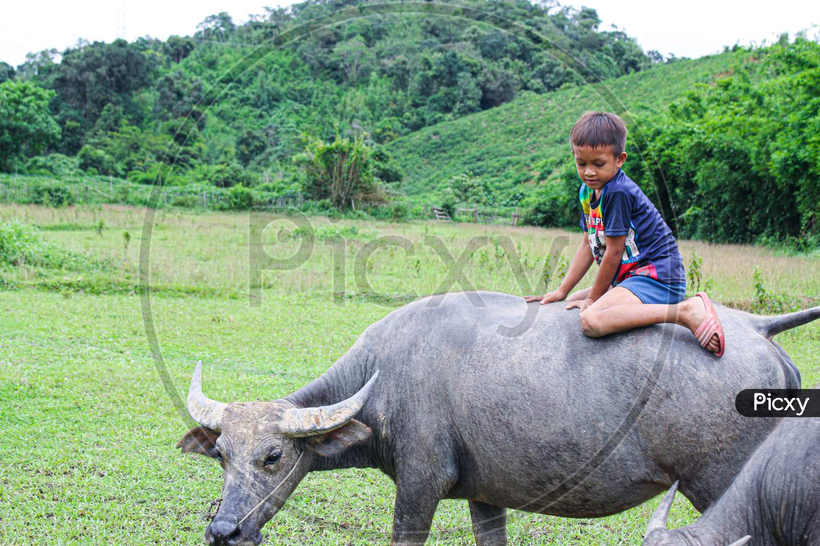Children riding on the back of a buffalo