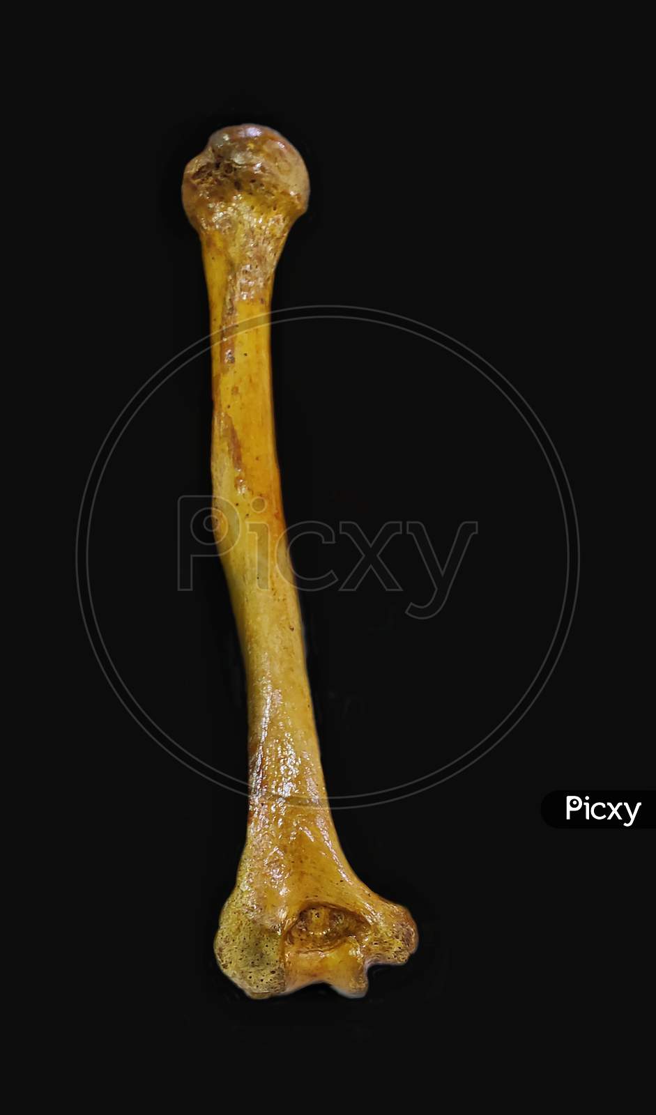 HUMERUS, a long bone in the human arm connecting the shoulder joint and elbow..it provides attachment to triceps and biceps muscle