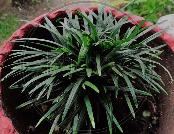 A Grass plant in a red garden pot.