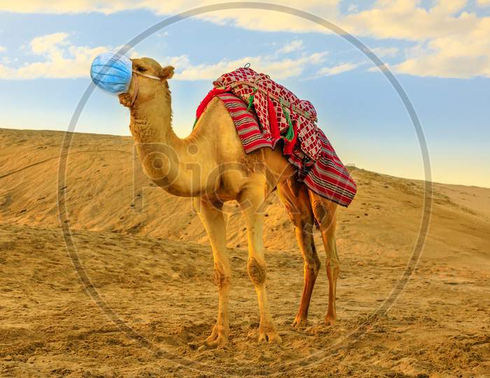 Camel With Surgical Mask