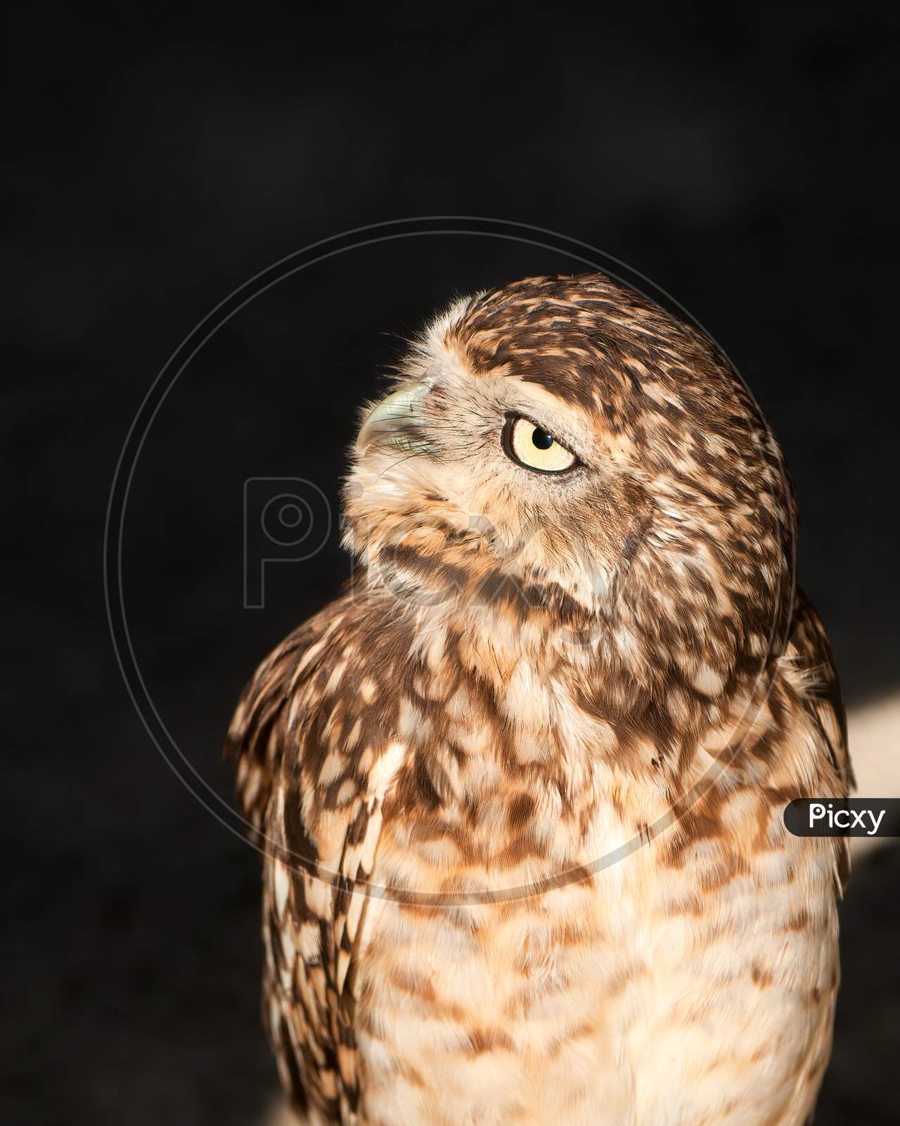 Curious Burrowing Owl, Athene Cunicularia, Looking To The Left Against Dark Background