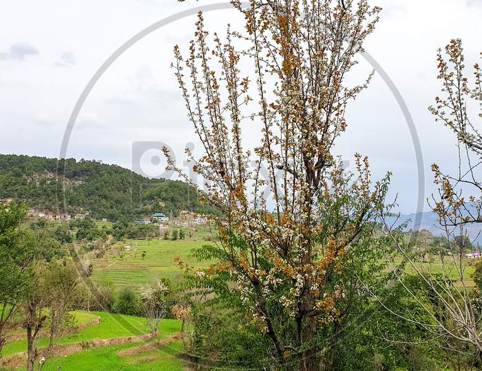 Portrait shot of a pear tree in the middle of wheat farm in spring season in hilly area of Himachal Pradesh, India