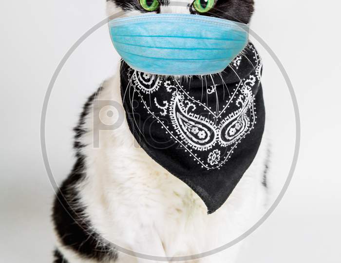 Cat With Surgical Mask