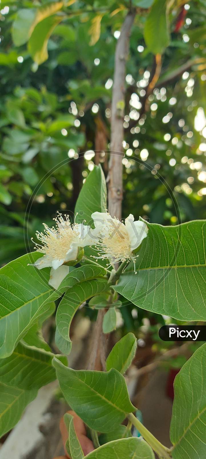A beautiful guava flower