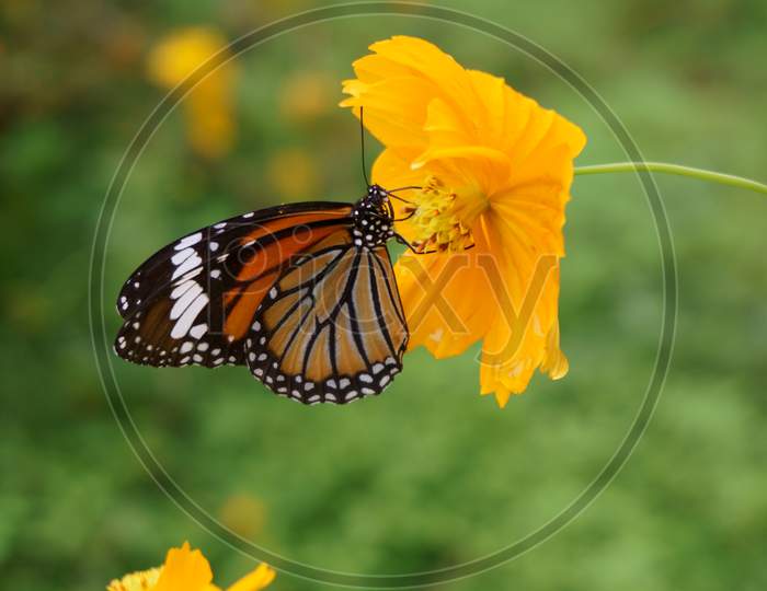 Female Danaus Genutia Aka Common Tiger Butterfly Drinking Nectar From Yellow Cosmos Flower