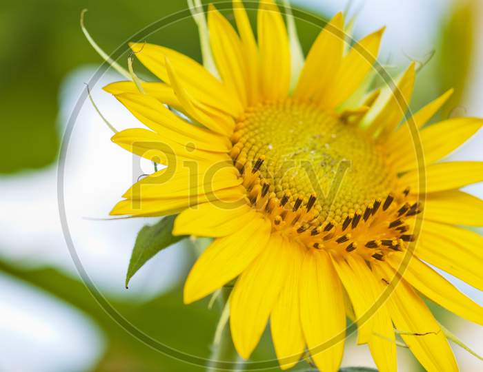 macro shot of wild sunflower plant.