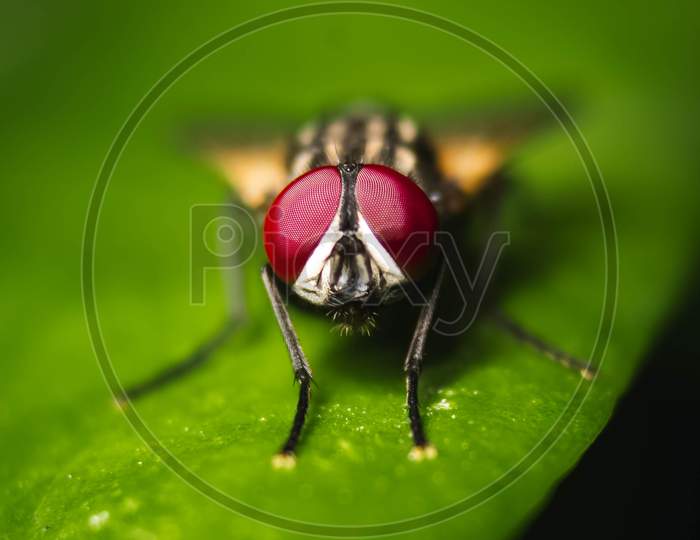 Housefly Close Up Macro Shot. The Housefly Is A Fly Of The Suborder Cyclorrhapha, And Has Spread All Over The World As A Commensal Of Humans. It Is The Most Common Fly Species Found In Houses