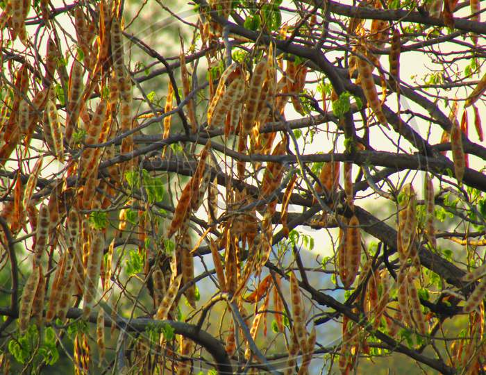 River tamarind tree with brown pods also known as white leadtree or jumbay or ipil ipil