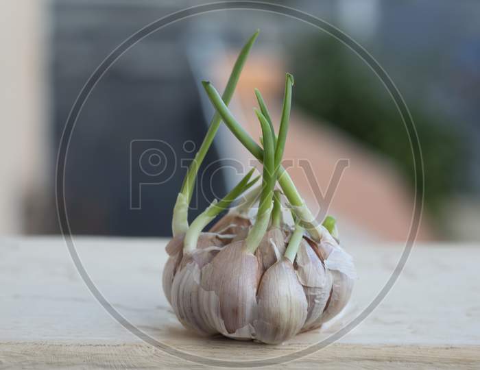 germinating garlic plant