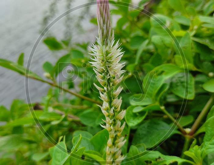 Pennisetum flower