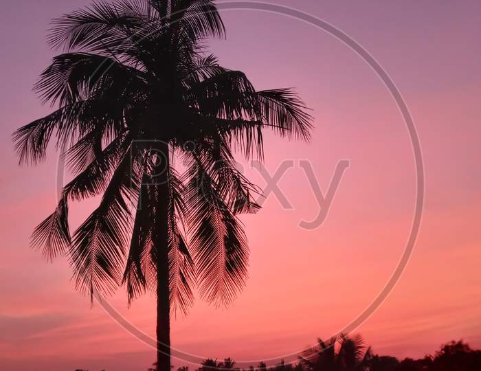 Coconut tree with sunset sky