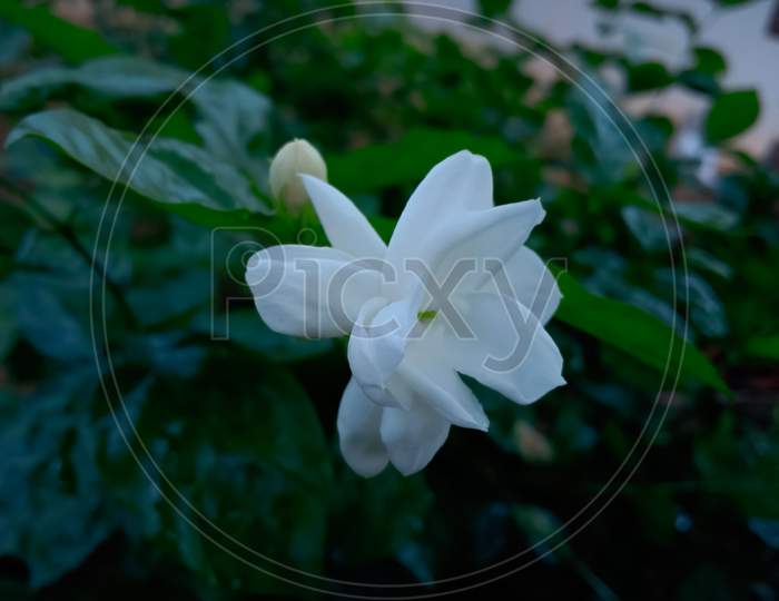 White jasmine in garden. Jasmine flower on plant.