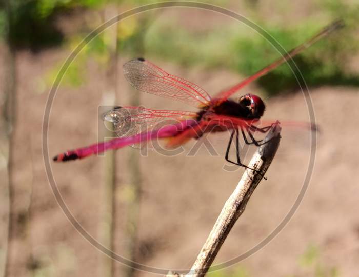Red dragonflie