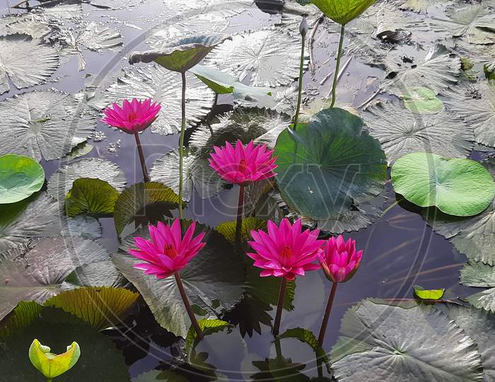 Lotus in pool