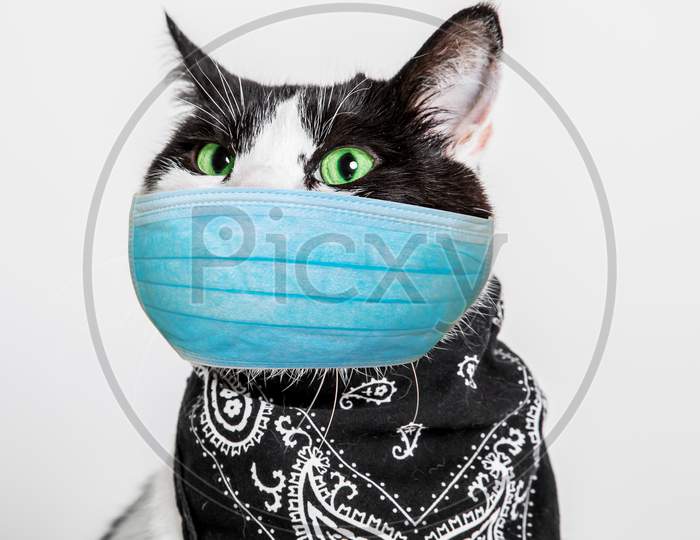 Black And White Cat With Surgical Mask