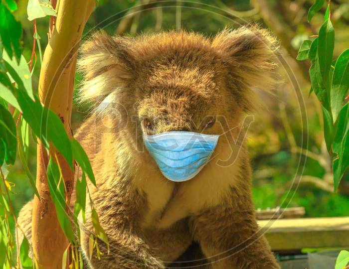 Koala With Surgical Mask