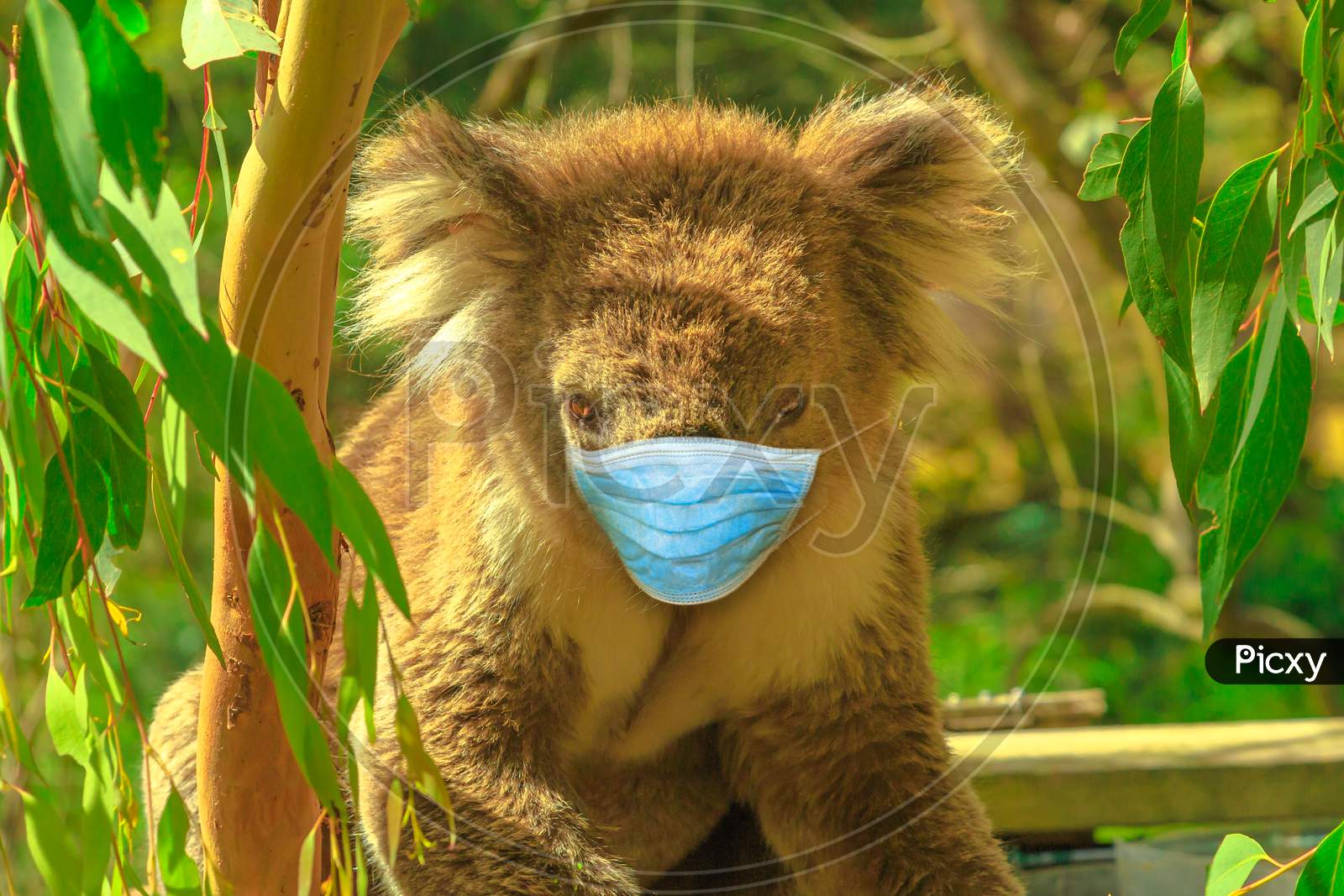 Koala With Surgical Mask