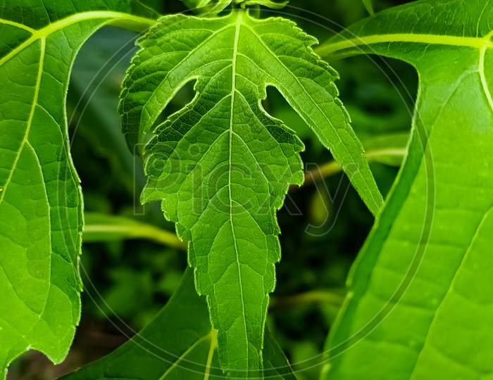 Beauty Of Green Leaves