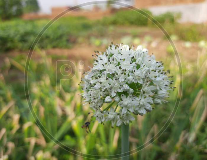 Onion plants with beautiful white flowers blooming.
