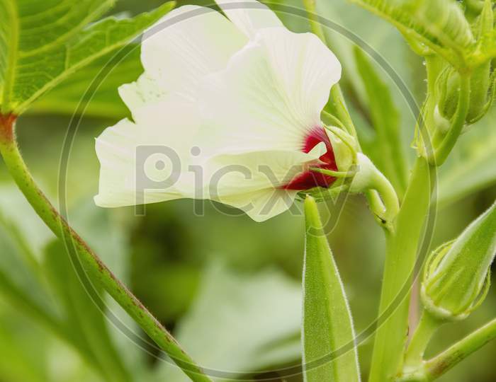 flowering okra plant