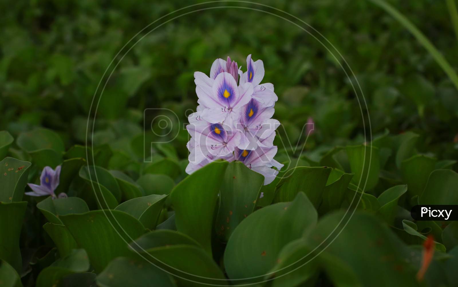 Purple exotic flower