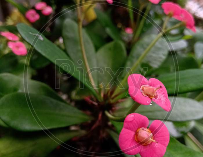 Closeup Shot Of Euphorbia Flowers.