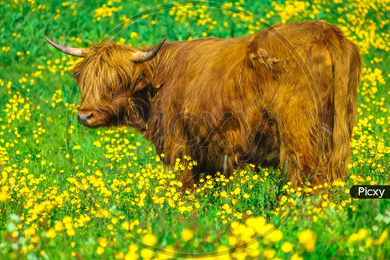 Highland Red Cow