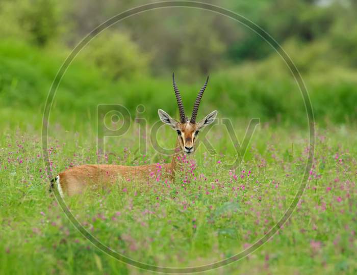 A Chinkara standing amidst grass and wild flowers