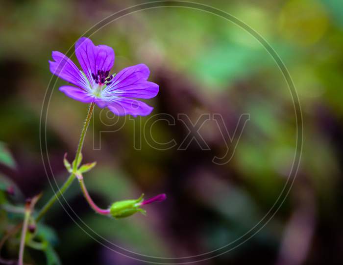 Wild Purple Himalayan Flower